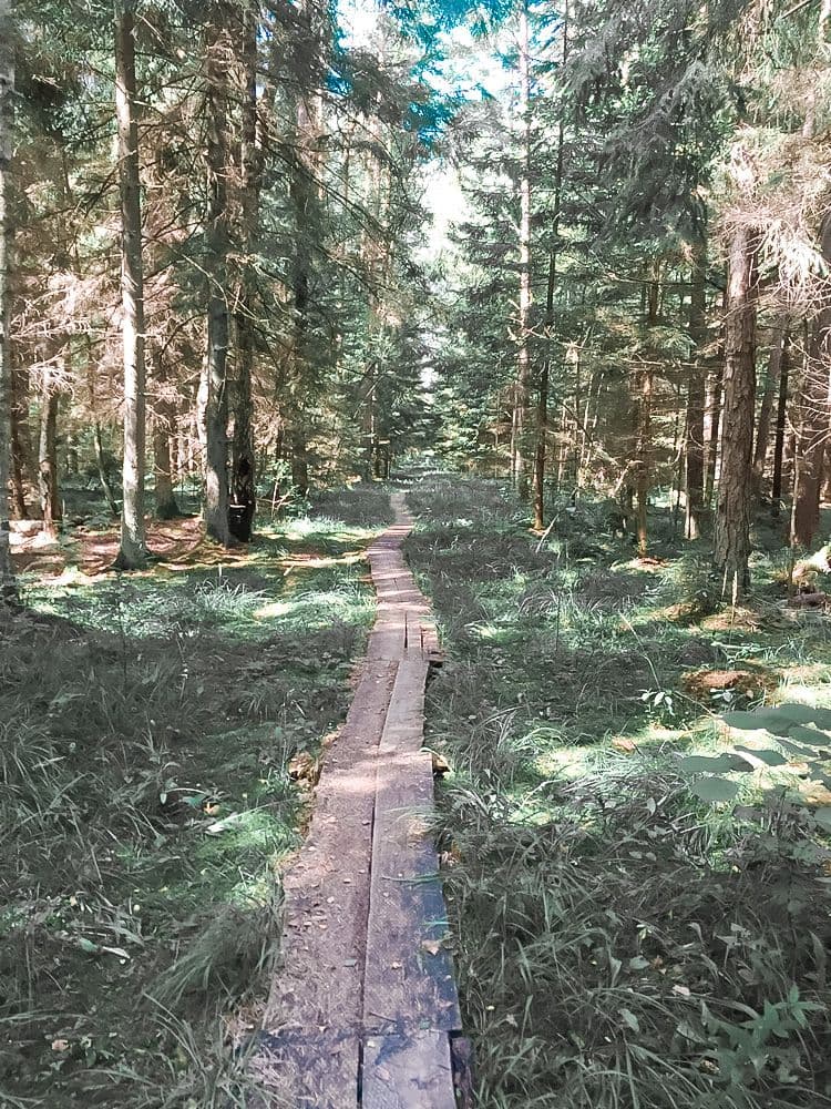 Plynosios pažintinis takas #2