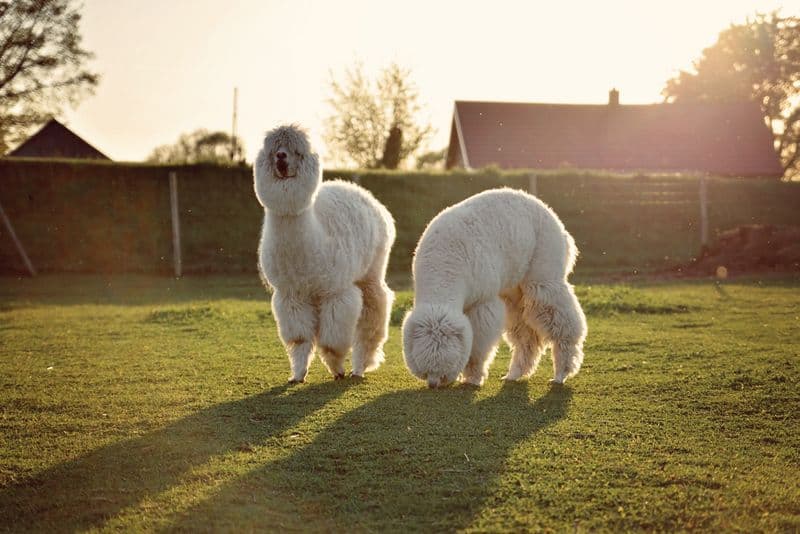 Panevėžio alpakų ūkis #4