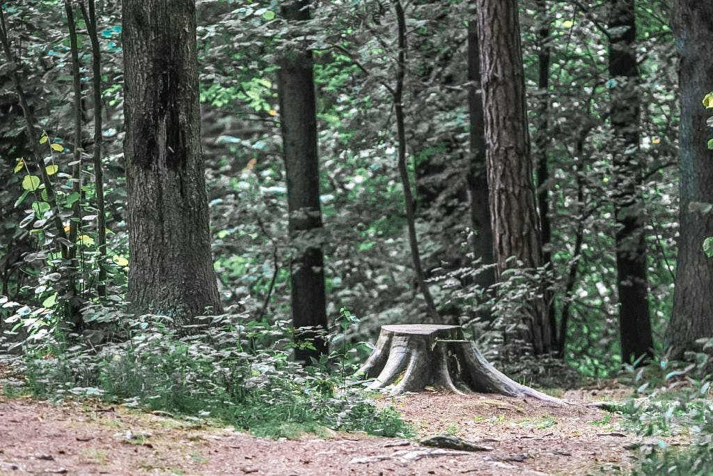 Kleboniškio miško parkas #3