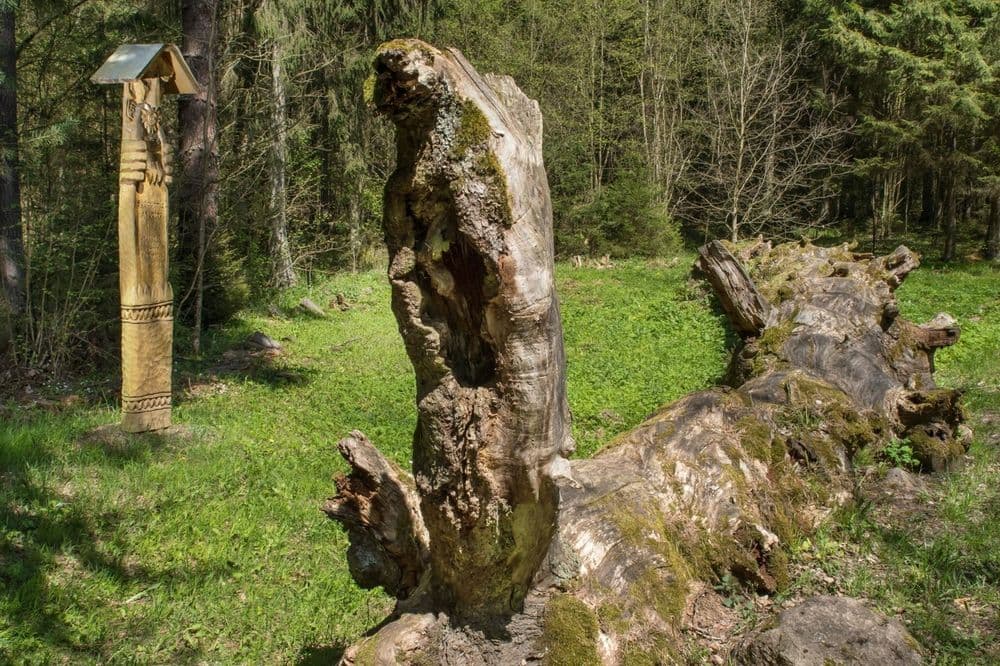 Žvėrinčiaus miško takas #4