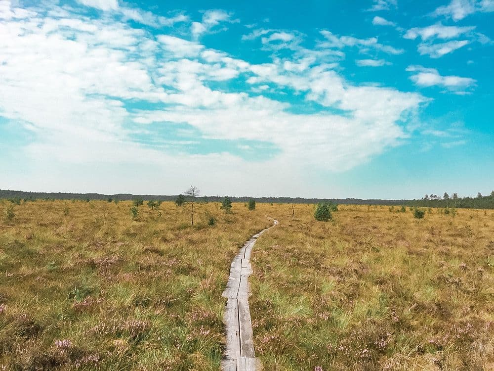 Plynosios pažintinis takas