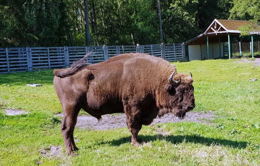 Pašilių stumbrynas