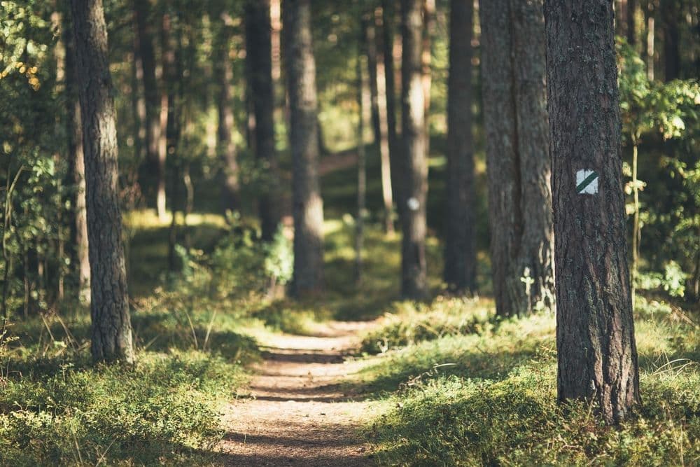 Palūšės Botanikos takas #2