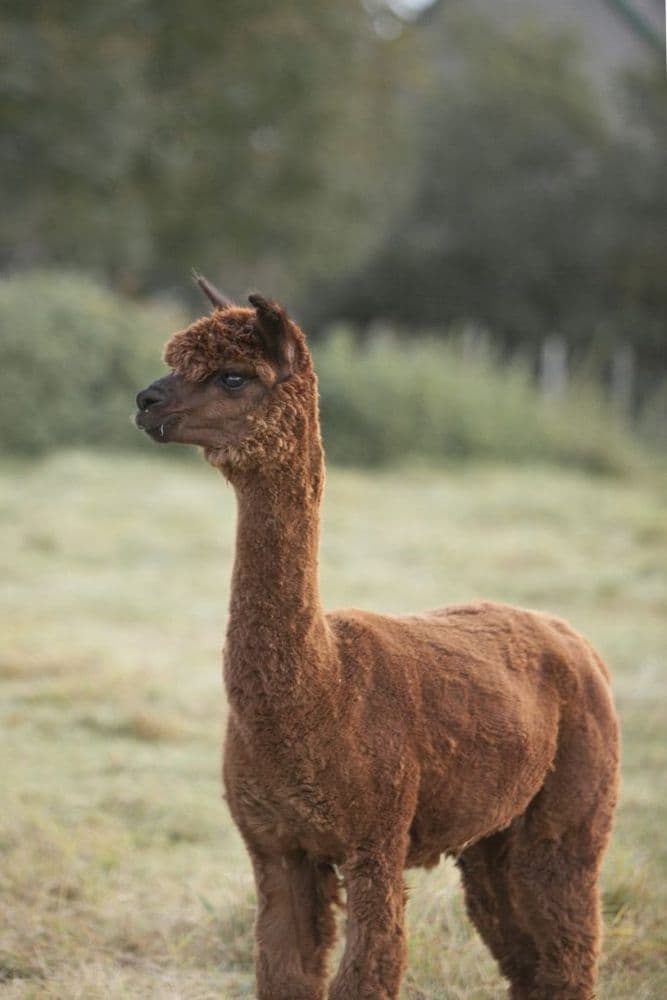 Nemuno alpakos #2