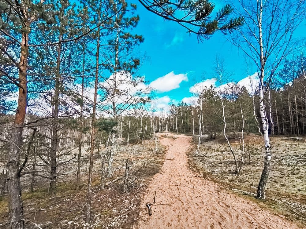 Bartkuškio miško žemyninė kopa #3