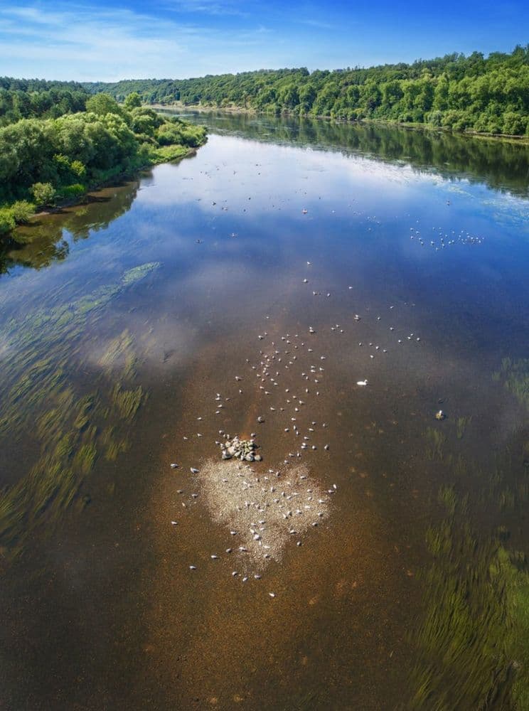 Panemunės šilas #4