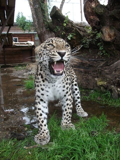 Klaipėdos zoologijos sodas