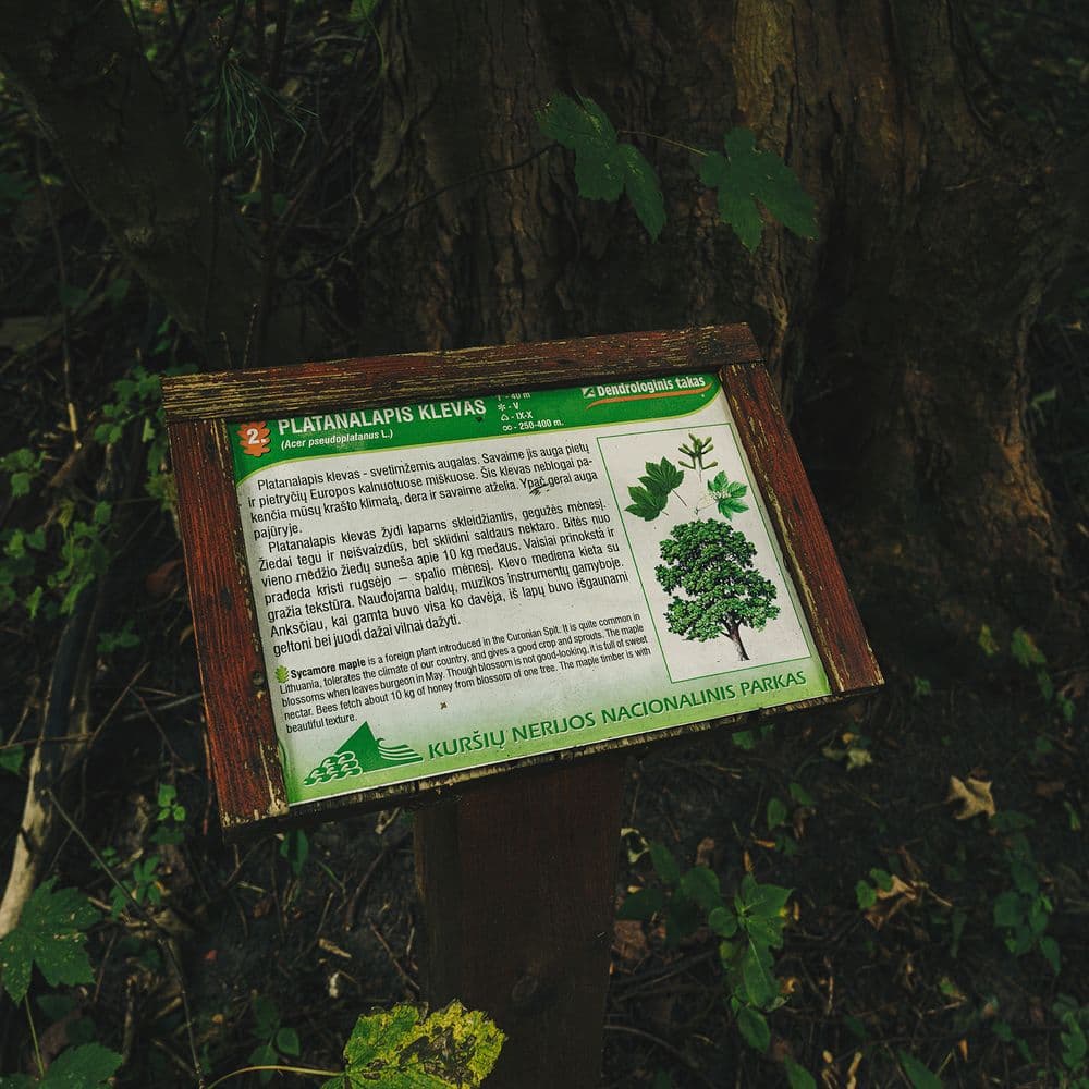 Pažintinis dendrologinis takas #3