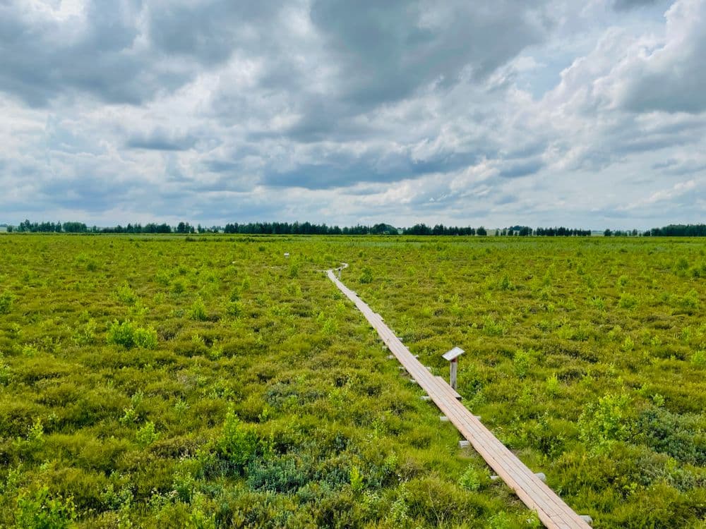 Amalvos pelkės pažintinis takas #3