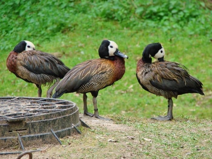 Žvėrinčius (Palangos HBH mini zoo)