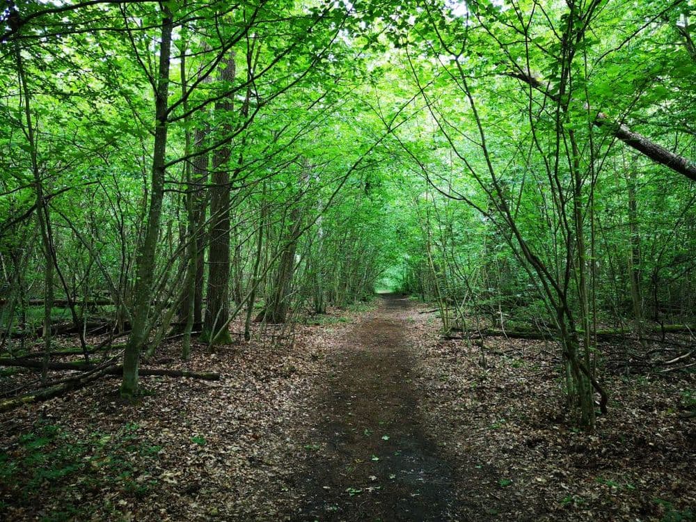 Pažintinis takas Bijotų - Širvinto miškais #2