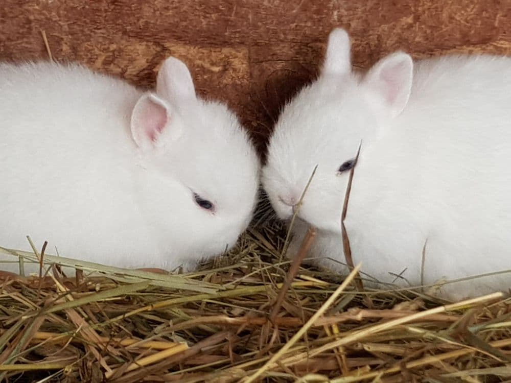 Triušiukų slėnis #3