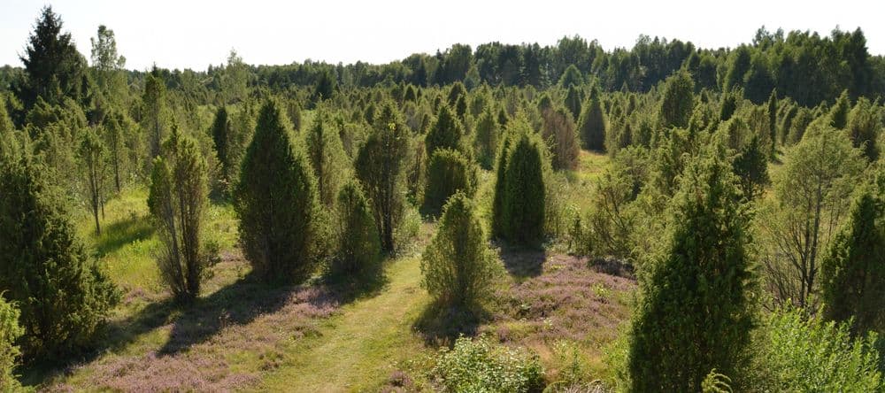 Pažintinis gamtos takas Šauklių riedulyne #3