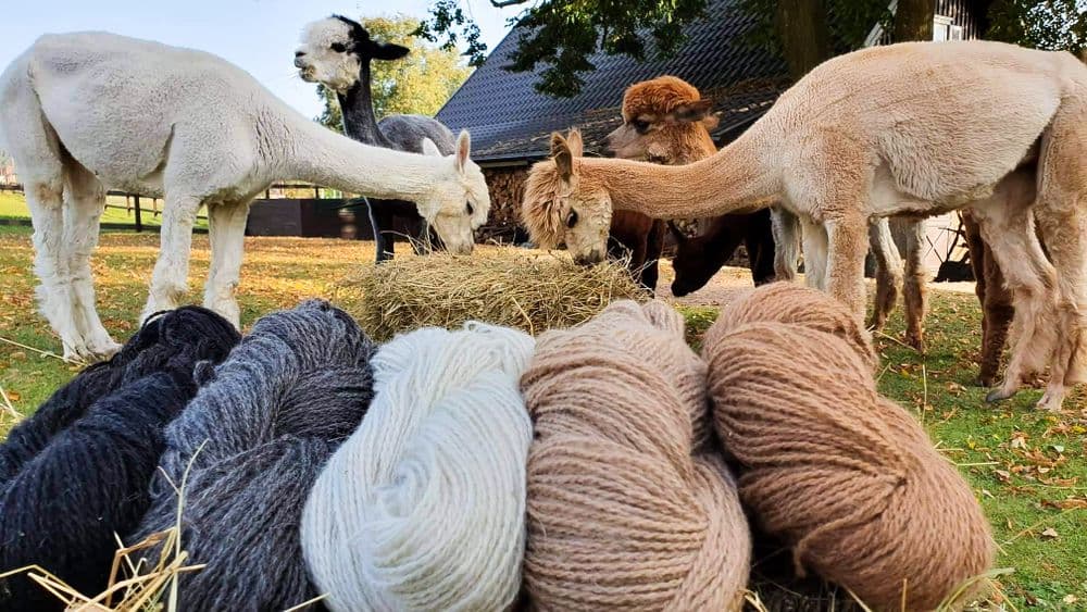 Jonavos alpakos