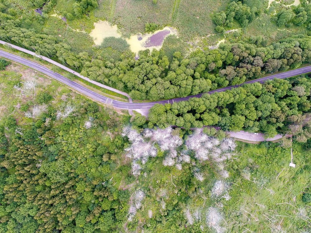 Kormoranų ir garnių perimvietė #4