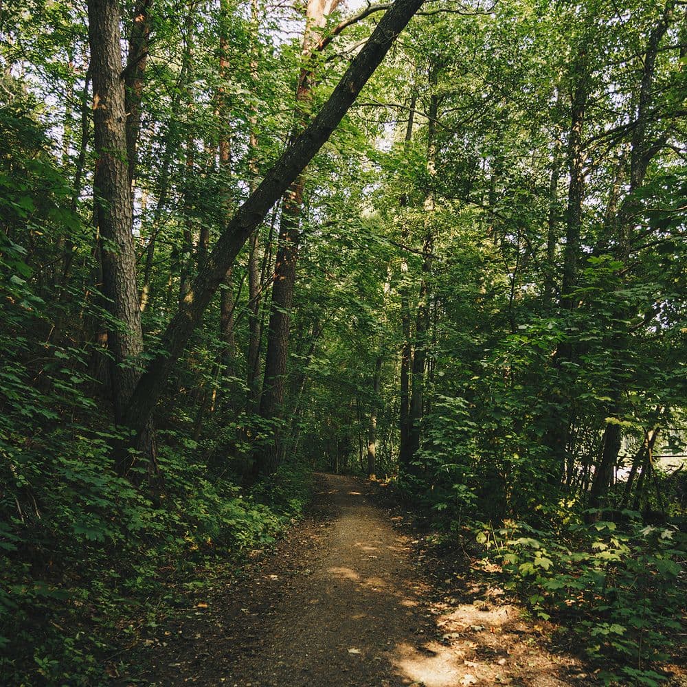 Pažintinis dendrologinis takas