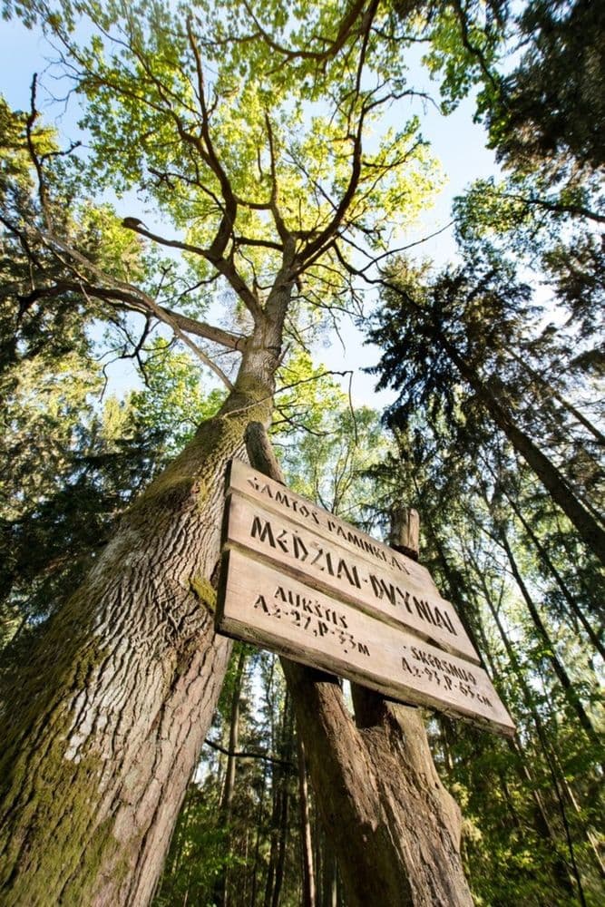 Dubravos medžiai dvyniai #2