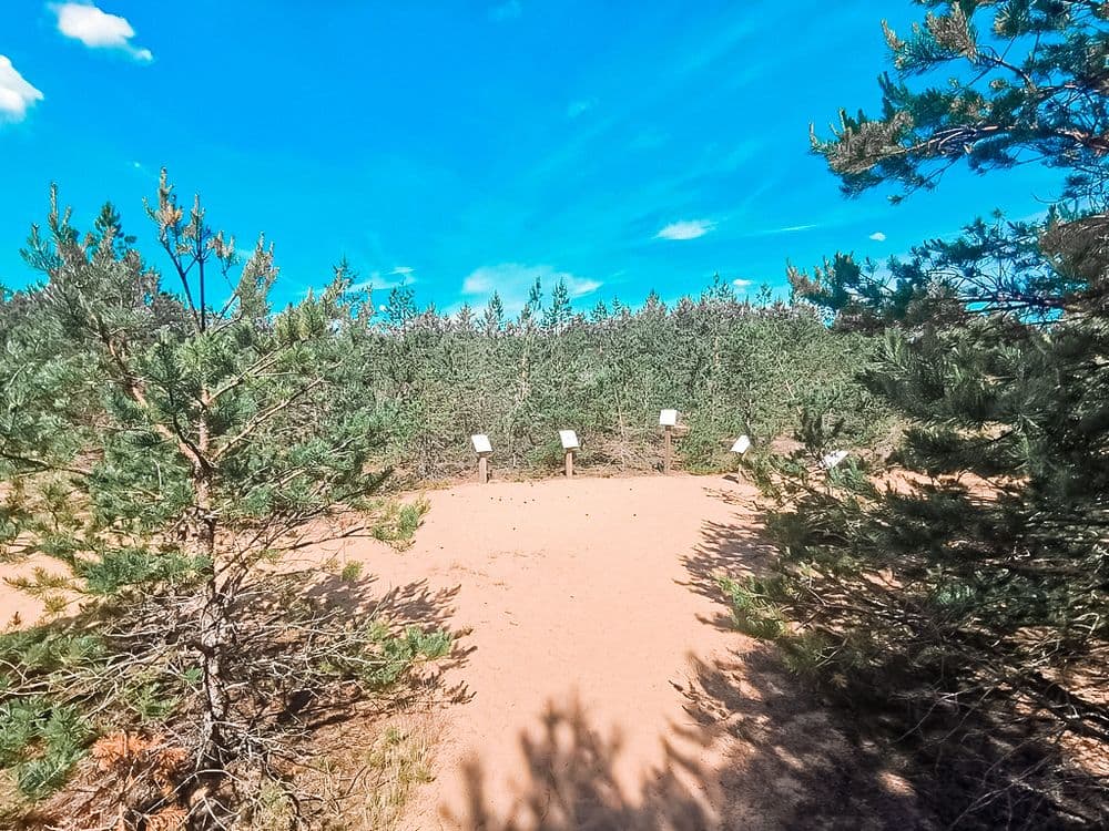 Dumsių miško žemyninė kopa #5