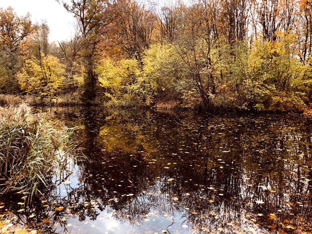 Markučių parkas #5