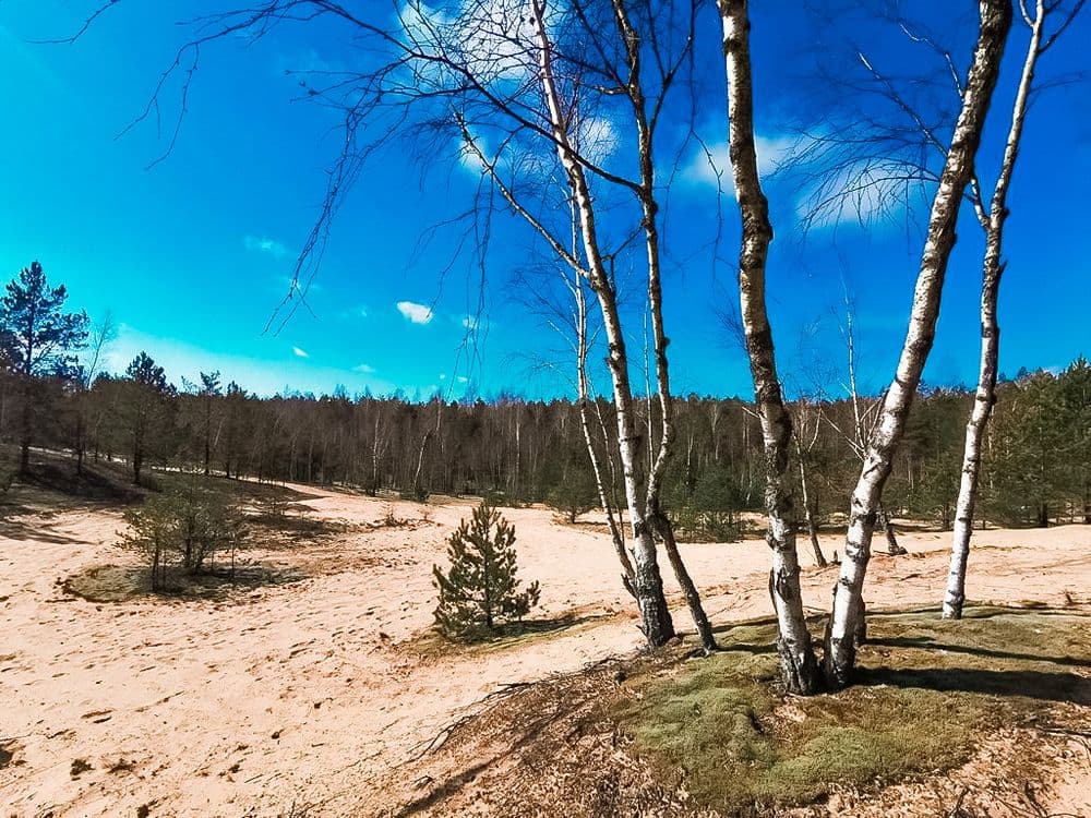 Bartkuškio miško žemyninė kopa #2