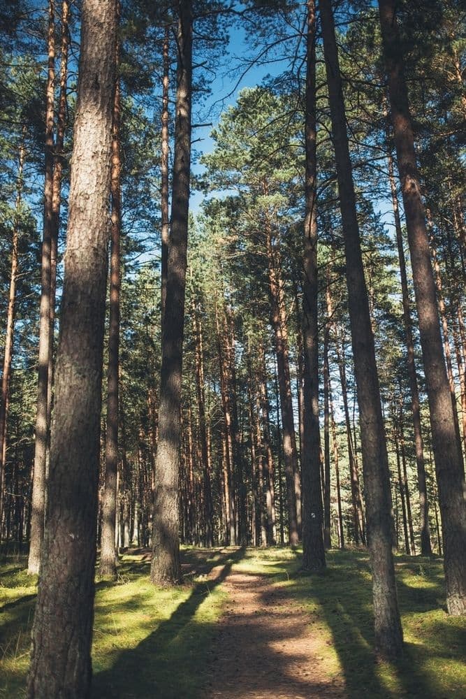 Palūšės Botanikos takas #4