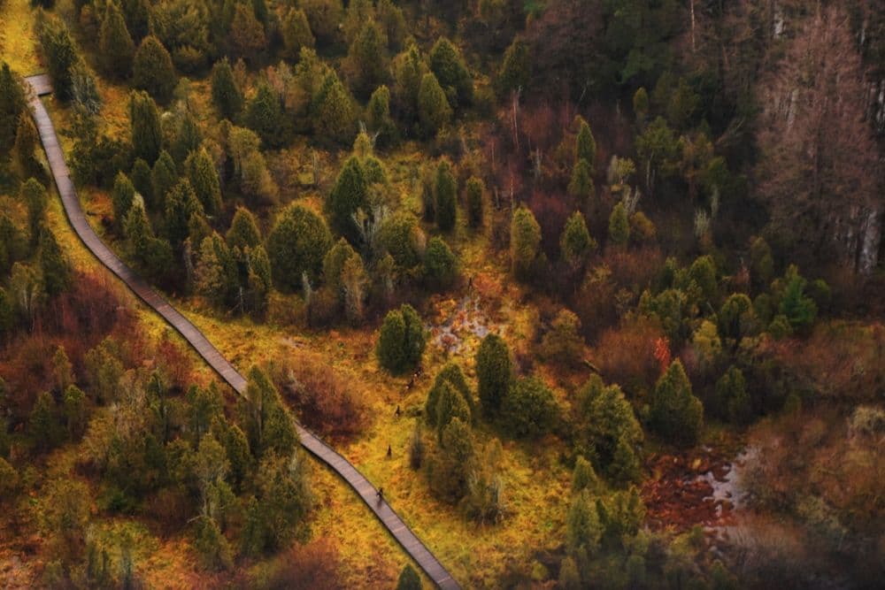 Pažintinis gamtos takas Šauklių riedulyne