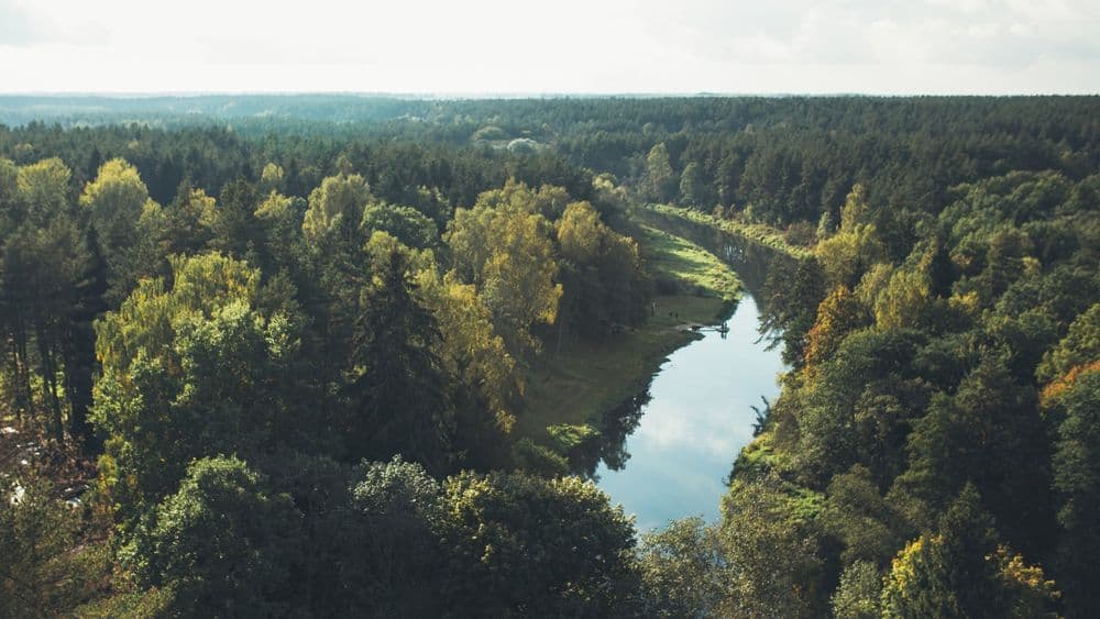 Medžių lajų takas #3