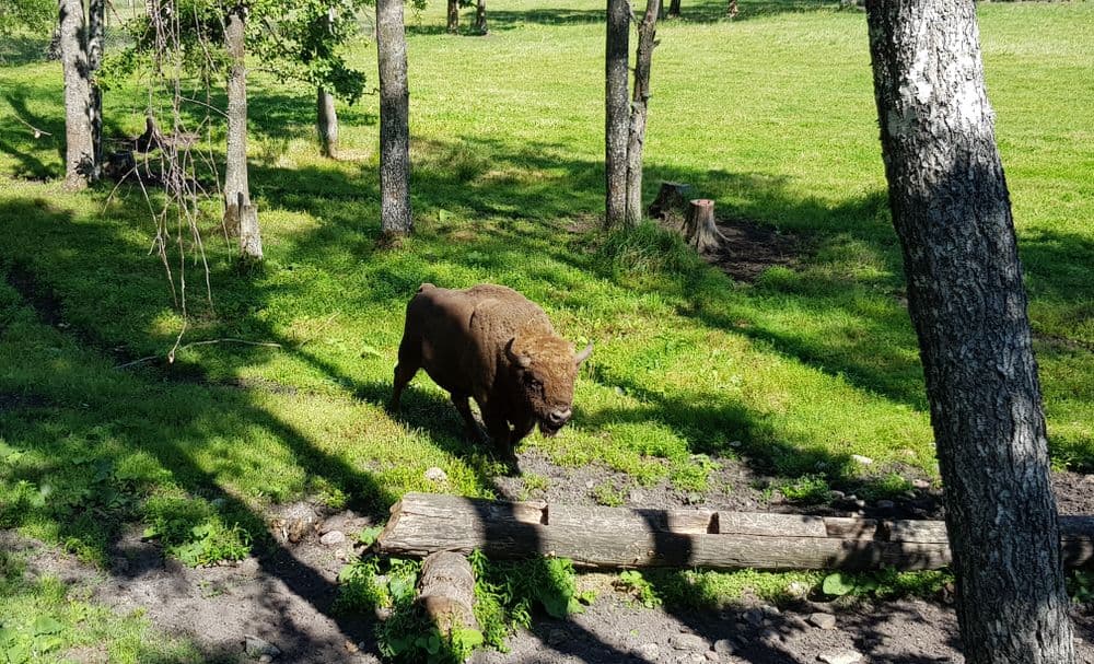 Pašilių stumbrynas #3