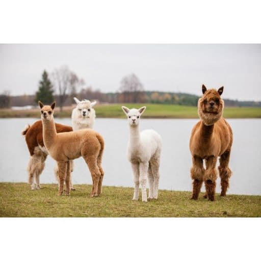 Alpakų ūkis Trakuose #2