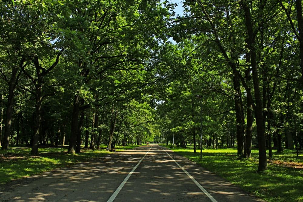 Ąžuolyno parkas #3