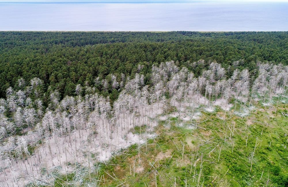 Kormoranų ir garnių perimvietė #5