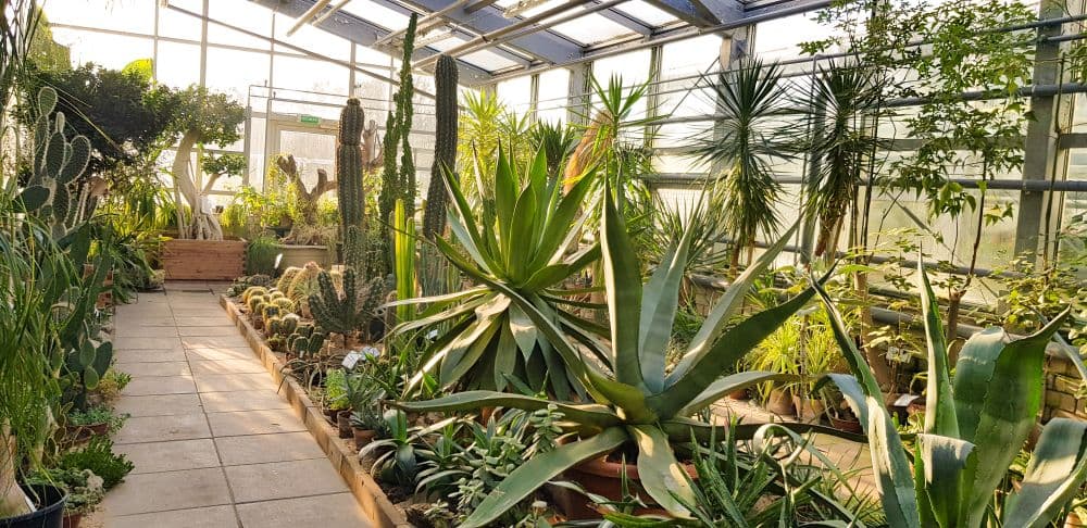 VDU Botanikos sodas #3