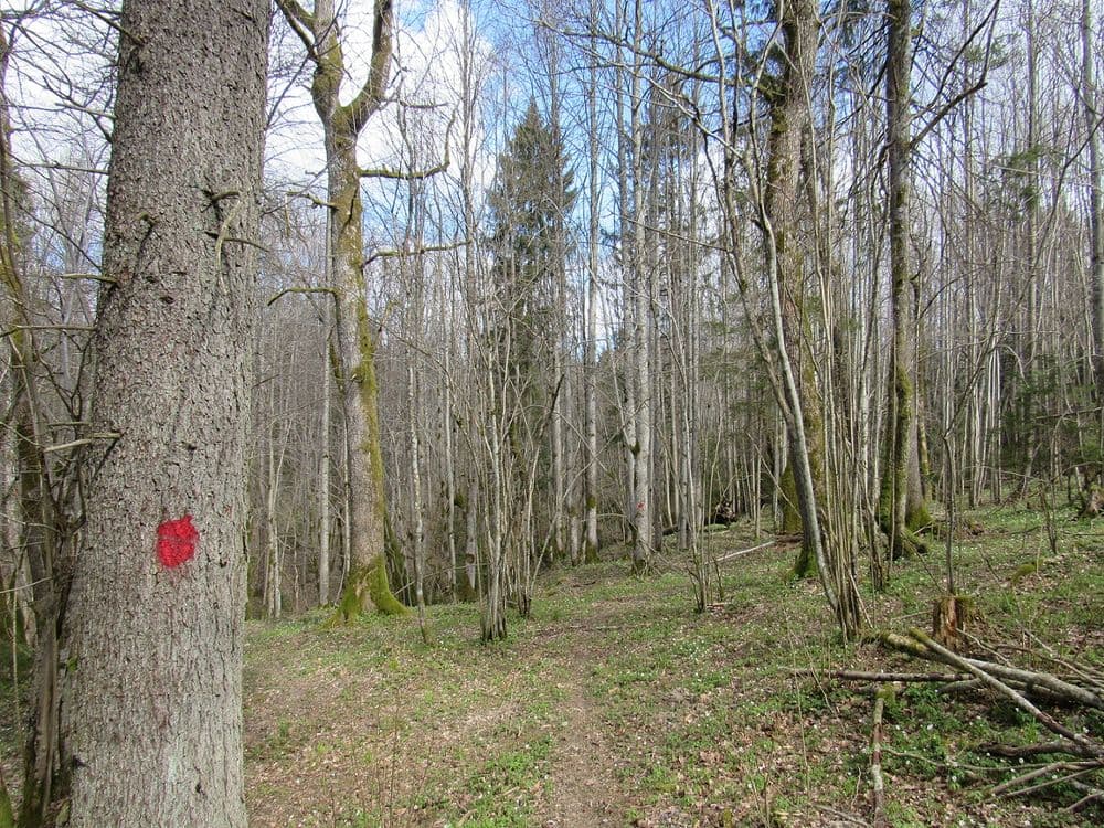 Liepijų pėsčiųjų trasa #3