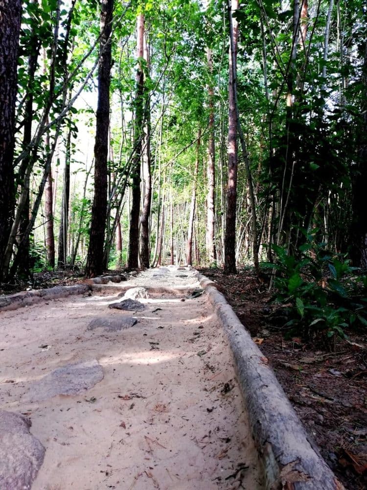 Anykščių šilelio eko basų kojų takas #2