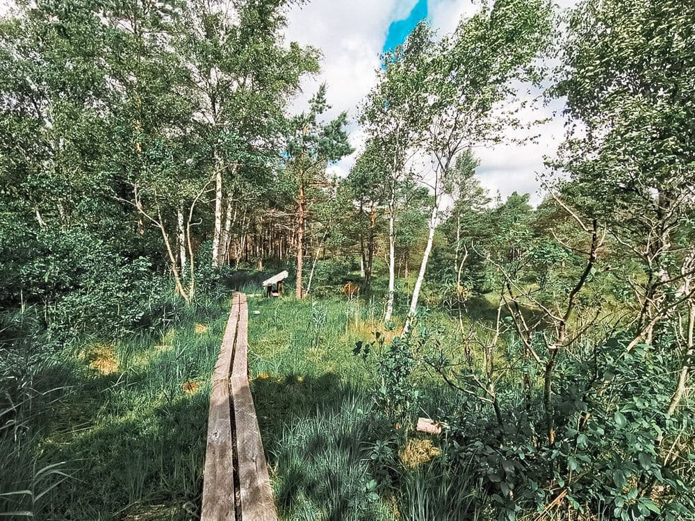 Paršežerio pėsčiųjų pažintinis takas #5