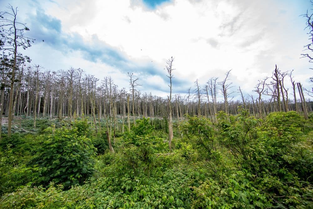 Kormoranų ir garnių perimvietė #2