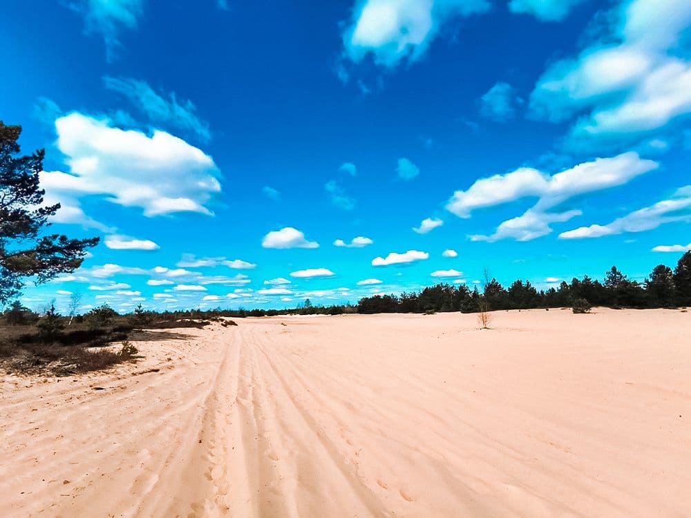 Rūdninkų žemyninė kopa #5