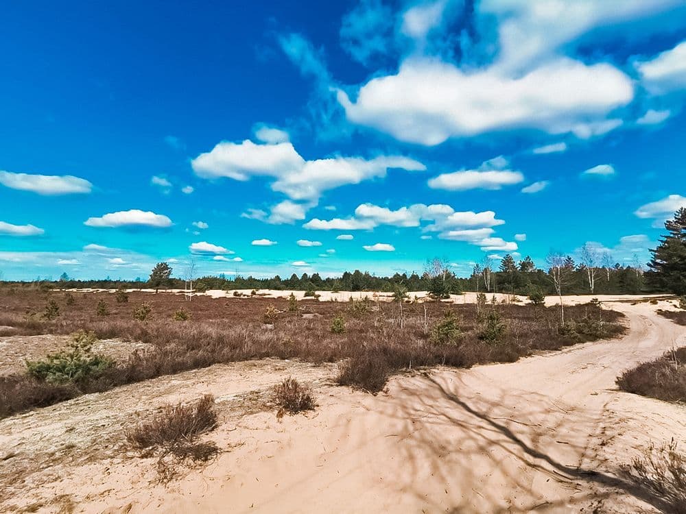 Rūdninkų žemyninė kopa #2