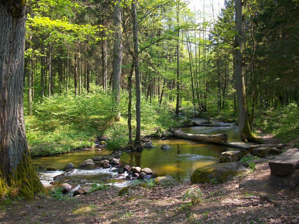 Saidės pažintinis takas