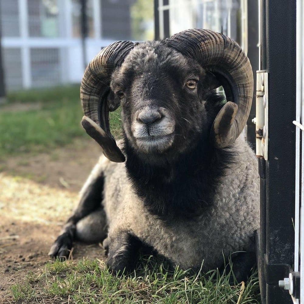 Alpakų auginimas #4