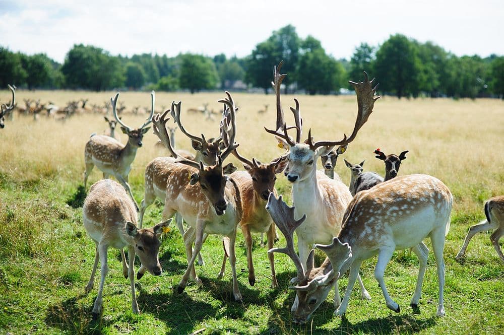 Pramogų kompleksas "Gamtos perlas"