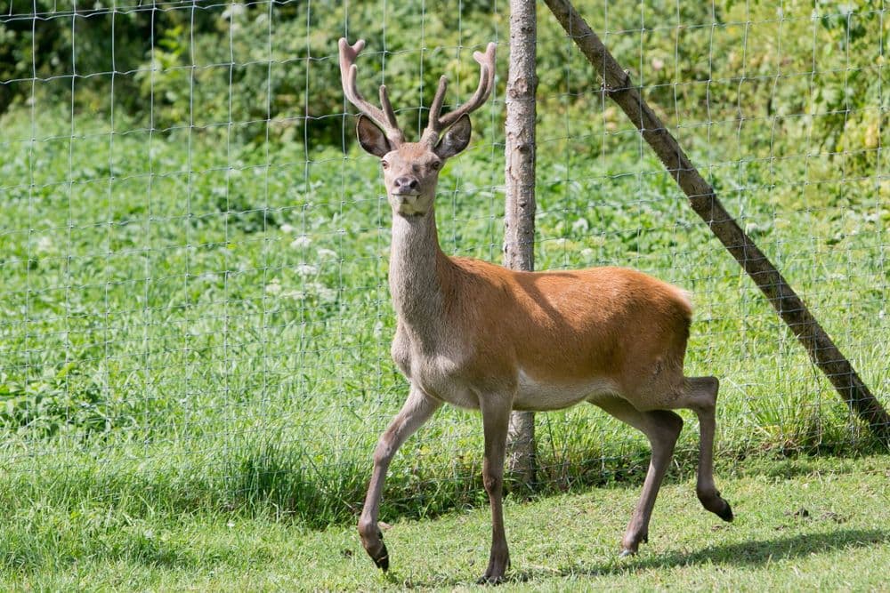 Triušiukų slėnis #2