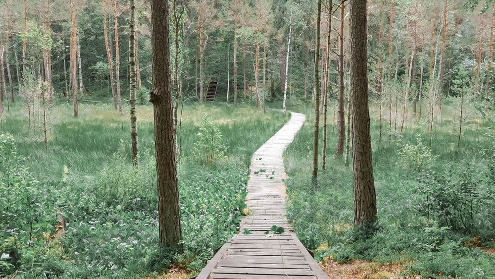 Gurakalnės pelkės pažintinis takas #2