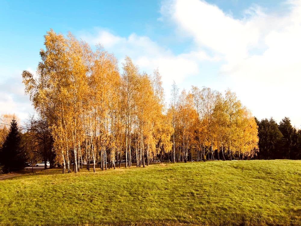 Rokantiškių regykla #5