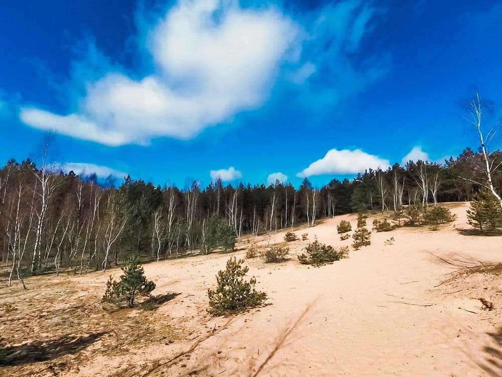 Bartkuškio miško žemyninė kopa