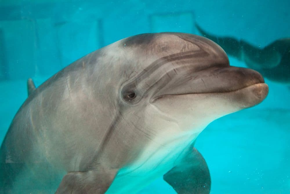 Jūrų muziejus ir delfinariumas #2