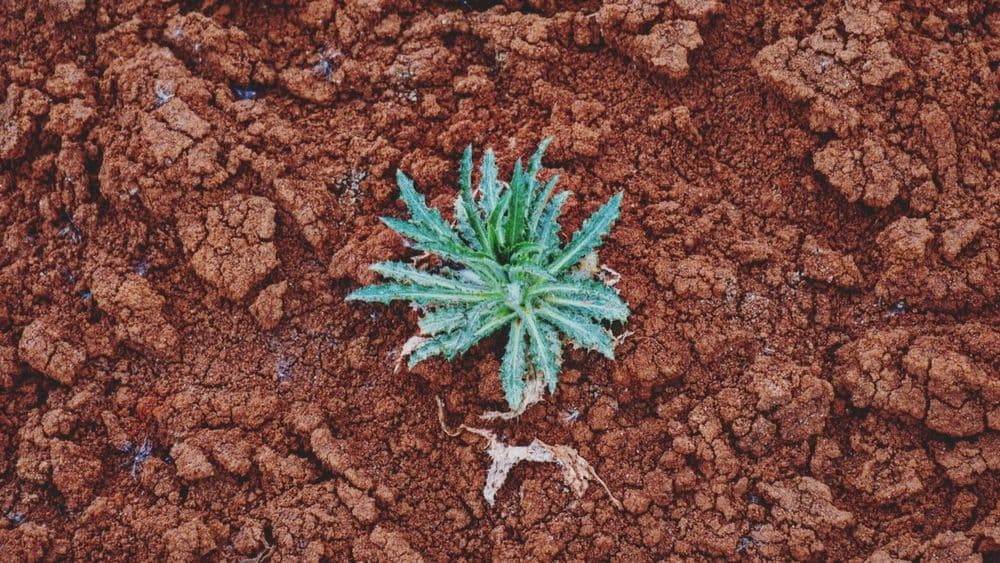 Šaltiškių molio karjeras #5