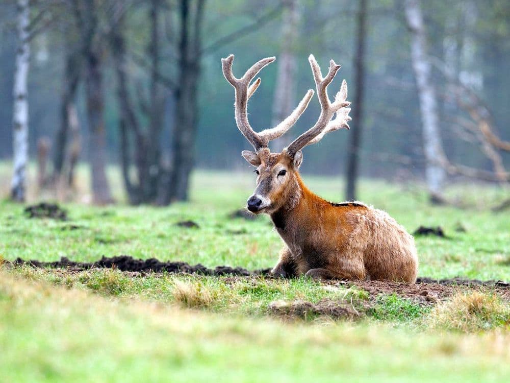 Pramogų kompleksas "Gamtos perlas" #4