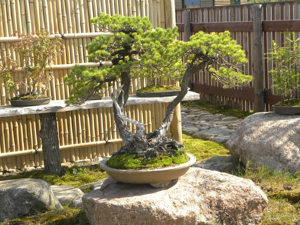 Japoniškas sodas #4