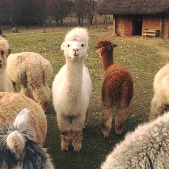 Alpakų ūkis Trakuose #3